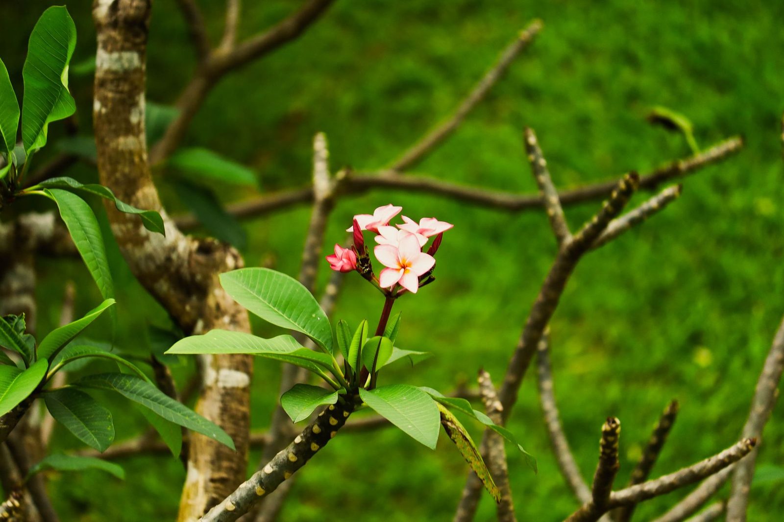 A pink plumeria blossom against dark green leaves